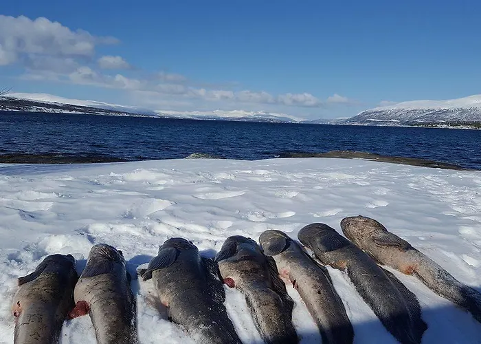 Vacation: Sea Fishing And Northern Lights 3*