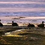 Vacation: Sea Fishing And Northern Lights Lejlighedshotel Vikran
