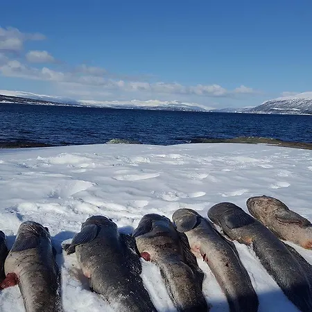 Vacation: Sea Fishing And Northern Lights *